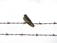 N. Rough-winged Swallow.jpg