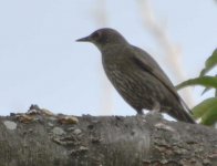 Grackle-7.jpg