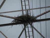 Osprey nest (Watts Bar Dam).jpg