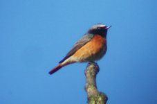 redstart2.JPG