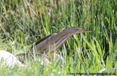 little bittern, tsiknias river, kalloni, Lesvos May 2012 v010 v2.jpg