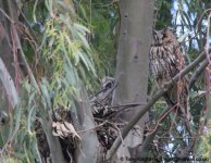 long-eared owl, papiana, kalloni, Lesvos May 2012 v1030 v2.jpg