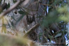 scops owl, soumouria, kalloni, Lesvos May 2012 v1035.jpg