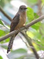 adult rusty-breasted cuckoo.jpg