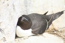 FI_razorbill1.jpg