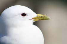 FI_kittiwake1.jpg