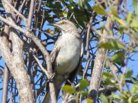 Bahama Mockingbird IMG_0943.JPG