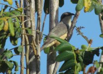 Mangrove Cuckoo IMG_0963.JPG