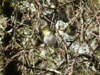 Wood Warbler.jpg