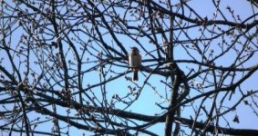 Tree Pipit.jpg