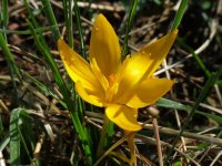 Crocus chrysanthus 01.jpg