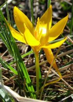 Crocus chrysanthus 02.jpg