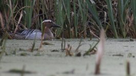 Garganey 4 (1200x678).jpg