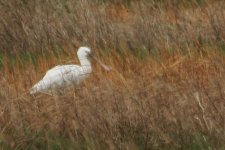 Spoonbill 4.jpg