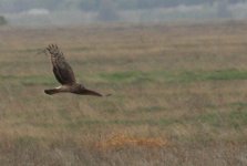 Hen Harrier.jpg