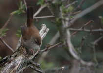 Cettis Warbler 2 Small (1200x854).jpg