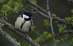 Great Tit (1200x768).jpg