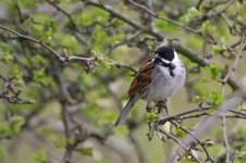 Reed Bunting (1200x798).jpg