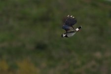 lapwing (Large).jpg