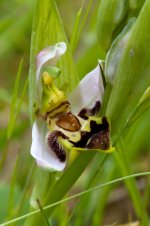 Bee Orchid variant 6.jpg