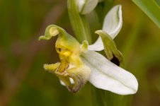 Bee orchid variant 7.jpg