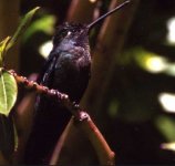 mysteryhummingbird.jpg