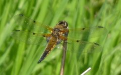 4-spotted Chaser.JPG