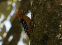 Rufous Bellied Woodpecker_Pangot_290312a.jpg
