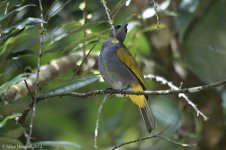 greyBelliedBulbul.jpg