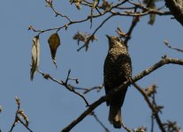 CB Rock Thrush_Pangot_290312a.jpg