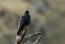 Blue Whistling Thrush_Pangot_290312a.jpg