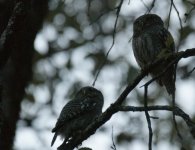 Asian Barred Owlet_Pangot_290312a.jpg