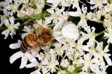 Crab-Spider-eating-a-Bee.jpg