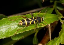 Wasp-Beetle-1.jpg