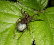 Wolf-Spider-Female-.jpg