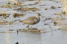 Wood Sandpiper.jpg