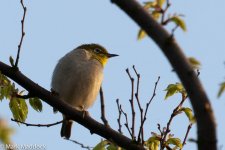 12137_Japanese White-Eye.jpg