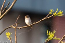 12143_Asian Brown Flycatcher.jpg