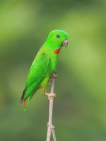 male blue-crowned hanging parrot.jpg