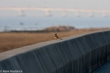 12150_Long-tailed Shrike.jpg