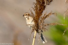 12155_Pallas's Bunting.jpg