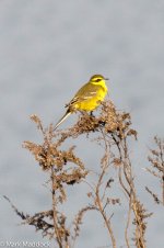 12174_taivana Yellow Wagtail.jpg