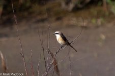 12181_Brown Shrike.jpg