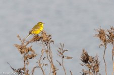 12173_taivana Yellow Wagtail.jpg