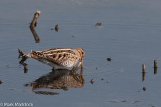 12183_Common Snipe.jpg