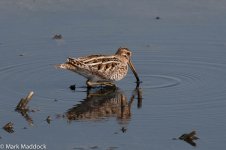 12186_Common Snipe.jpg