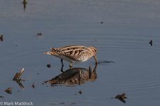 12189_Common Snipe.jpg