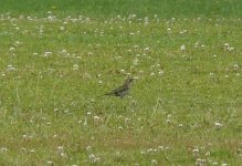 Horsfield Bronze-Cuckoo 998 croppedred.jpg