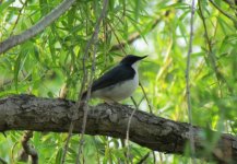 Siberian Blue Robin.jpg