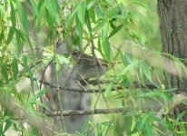 Swinhoe's Robin.jpg